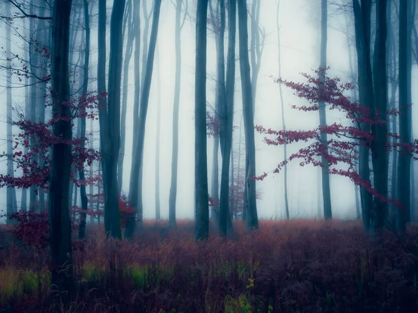Sihirli Sisli Orman Sis Ağaç Gövdeleri Kasvetli Sonbahar Manzarası Doğu — Stok fotoğraf