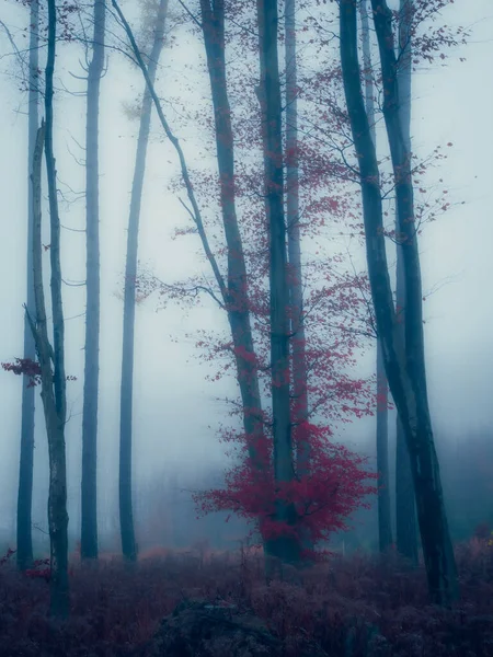 Floresta Nebulosa Mágica Nevoeiro Troncos Árvores Paisagem Outono Sombria Europa — Fotografia de Stock