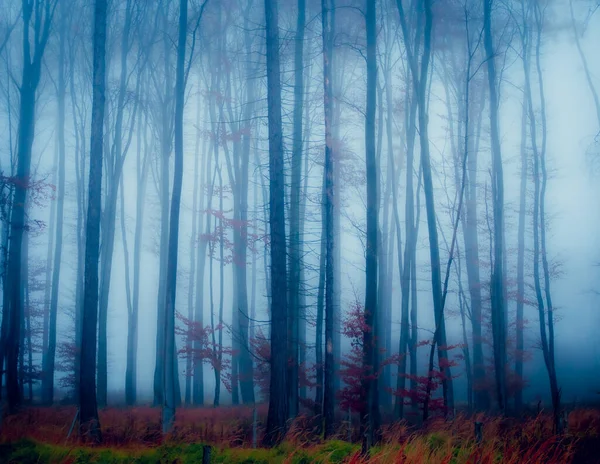 Foresta Nebbiosa Magica Nebbia Tronchi Albero Paesaggio Autunnale Cupo Paesi — Foto Stock