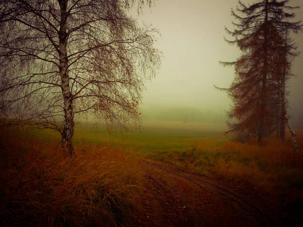 Волшебный Туманный Мрачный Пейзаж Деревьями Туманом Осенним Пейзажем Восточная Европа — стоковое фото