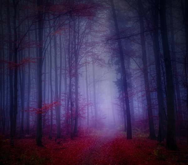 Magical foggy forest, autumn foliage, leafs,fog,tree trunks, gloomy autumn landscape. Eastern Europe.