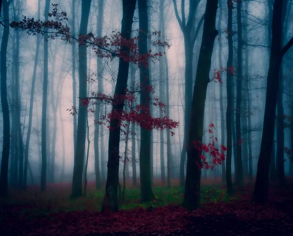 Kouzelný Mlhavý Les Mlha Kmeny Stromů Pochmurná Podzimní Krajina Východní — Stock fotografie