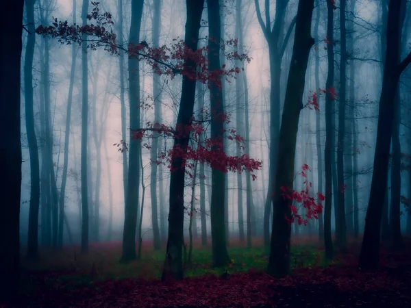 Zauberhafter Nebelwald Nebel Baumstämme Düstere Herbstlandschaft Osteuropa — Stockfoto