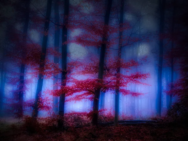 Floresta Nebulosa Mágica Folhagem Outono Folhas Nevoeiro Troncos Árvores Paisagem — Fotografia de Stock