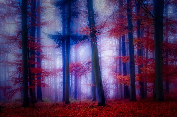 Floresta Nebulosa Mágica Folhagem Outono Folhas Nevoeiro Troncos Árvores Paisagem — Fotografia de Stock