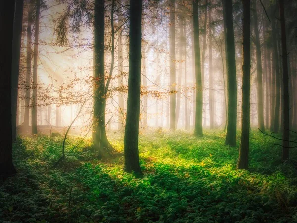 Туманный Лес Солнечными Лучами Зелеными Растениями Солнечным Светом Солнечными Лучами — стоковое фото