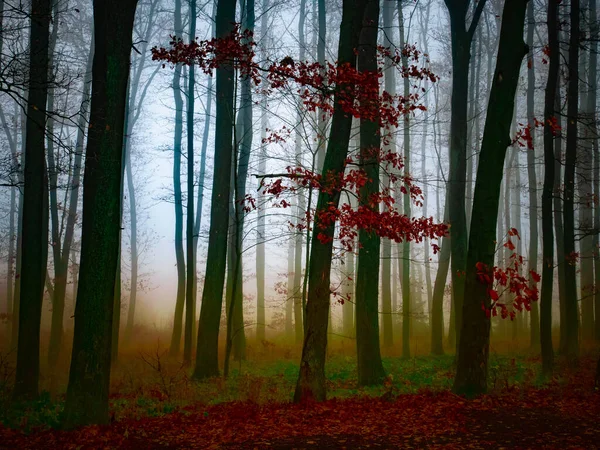 Foresta Nebbiosa Magica Nebbia Tronchi Albero Paesaggio Autunnale Cupo Paesi Fotografia Stock