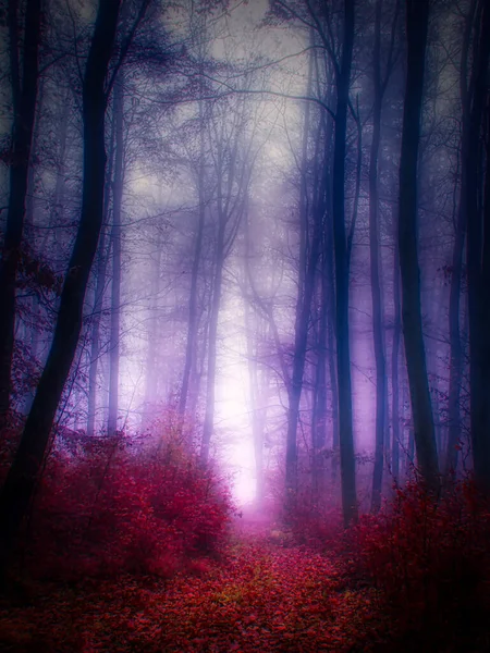 Foresta Nebbiosa Magica Fogliame Autunnale Foglie Nebbia Tronchi Albero Paesaggio Foto Stock