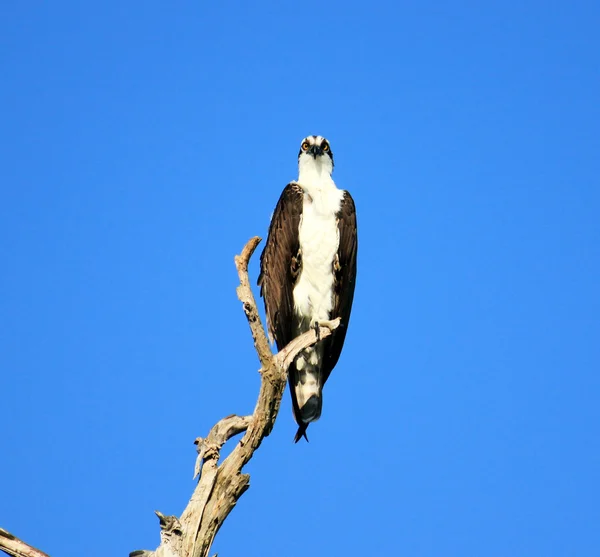 Halcón del águila pescadora —  Fotos de Stock