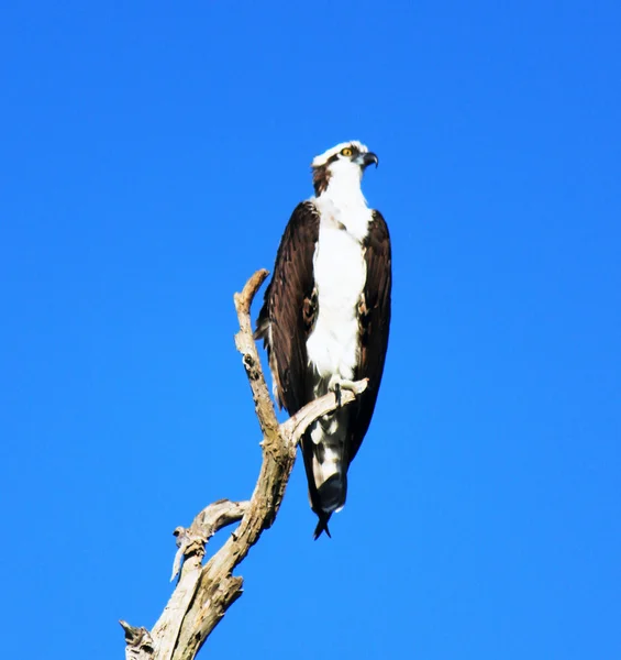 Osprey Şahin yan — Stok fotoğraf