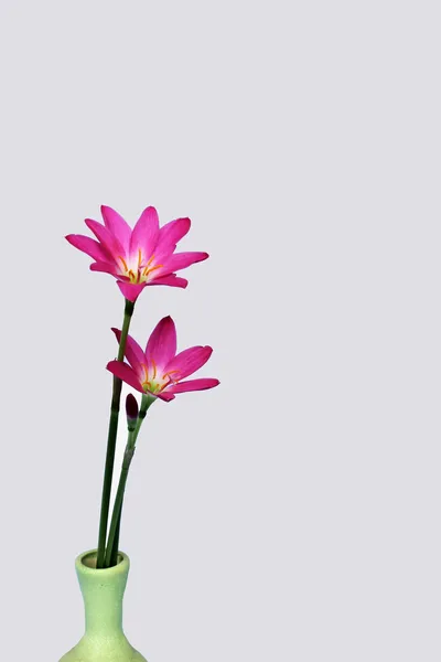 Pink flowers — Stock Photo, Image