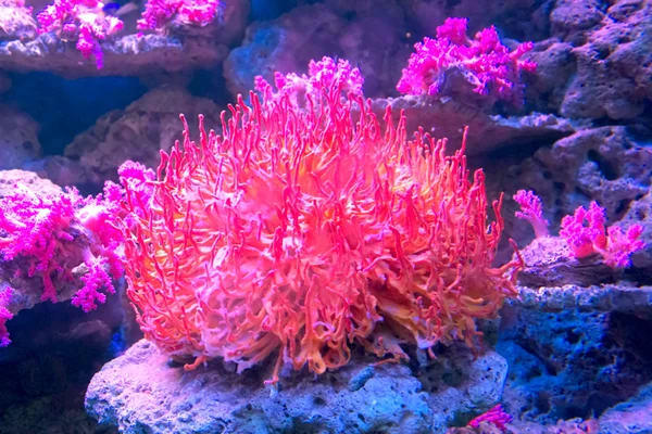 Κόκκινο κοράλλι στο ενυδρείο — Φωτογραφία Αρχείου