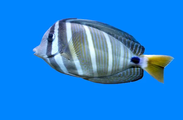 Belo peixe — Fotografia de Stock