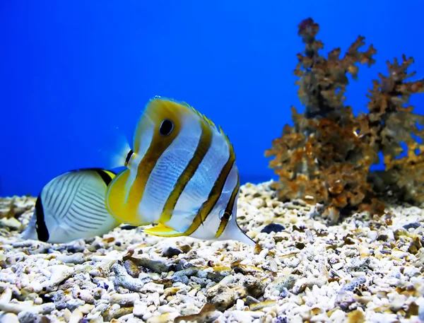 Due bellissimi pesci — Foto Stock