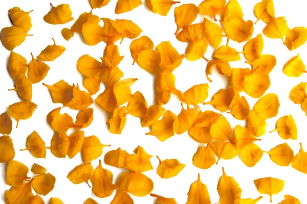 Yellow petals — Stock Photo, Image