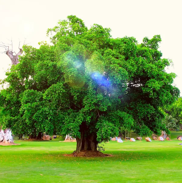 Strom s novým list růstem brzy na jaře samotným v fi — Stock fotografie