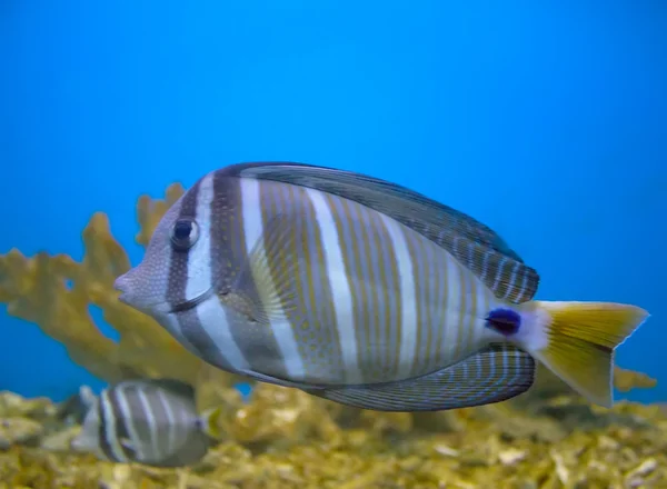 Pesce pompelmo — Foto Stock