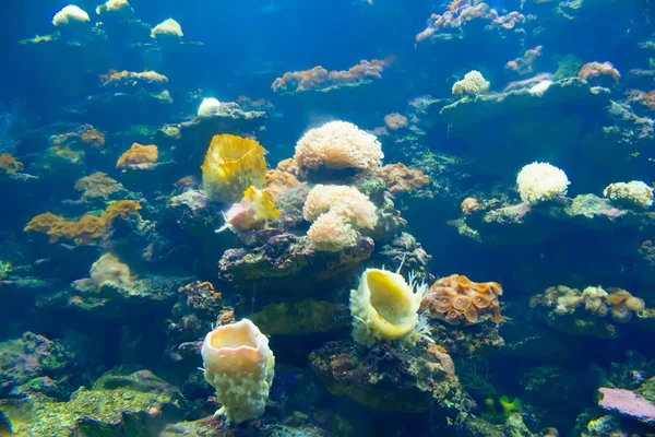Koral i ocean — Zdjęcie stockowe