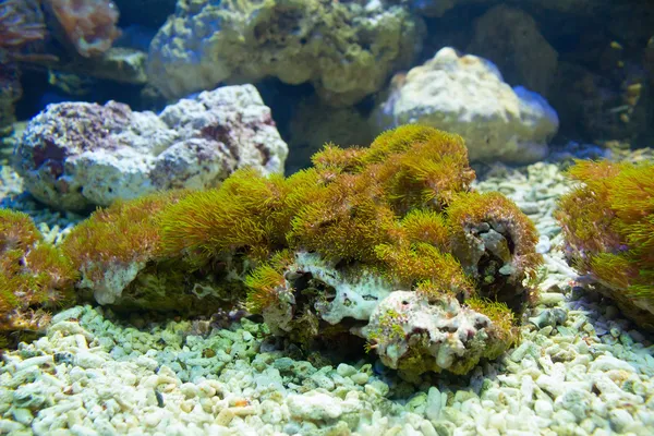 Coral y océano — Foto de Stock