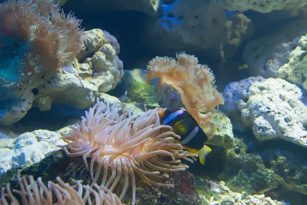 Corallo e oceano — Foto Stock