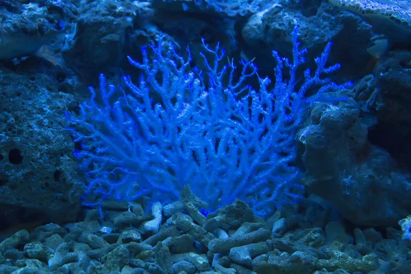 Coral and ocean — Stock Photo, Image