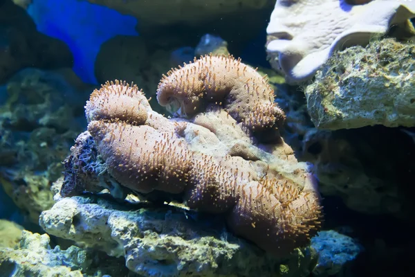 Coral and ocean — Stock Photo, Image