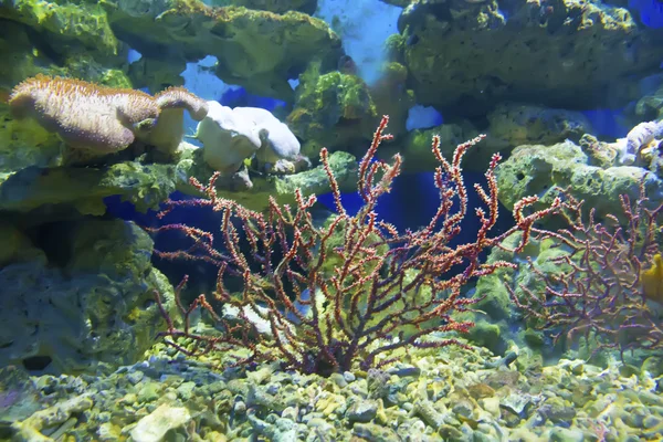 Koral i ocean — Zdjęcie stockowe