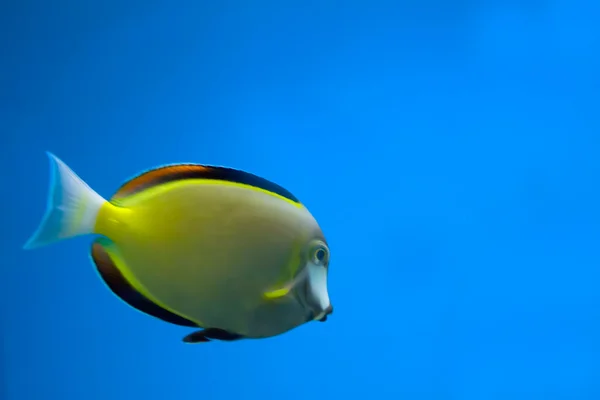 Pesce pompelmo — Foto Stock