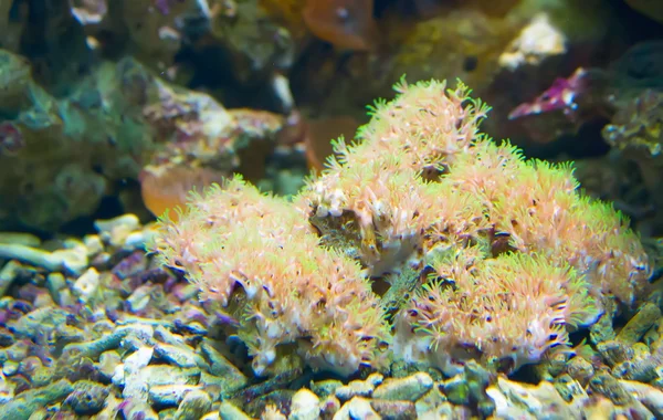 Coral and ocean — Stock Photo, Image