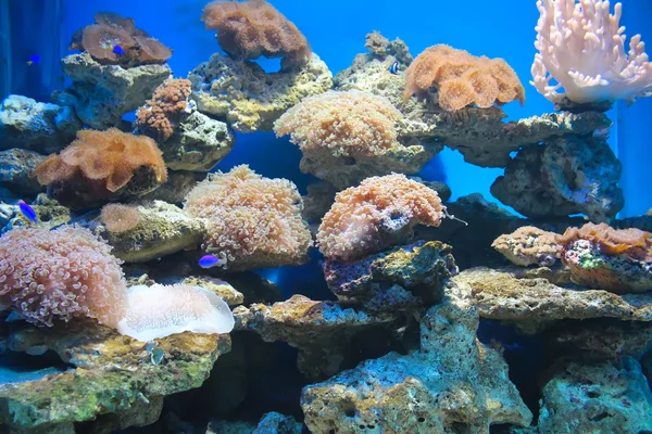 Coral y océano — Foto de Stock