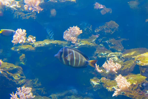 Un pez anémona en anémona colorida —  Fotos de Stock