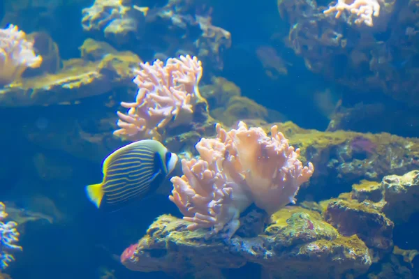 Anemonefish i färgglada anemone — Stockfoto