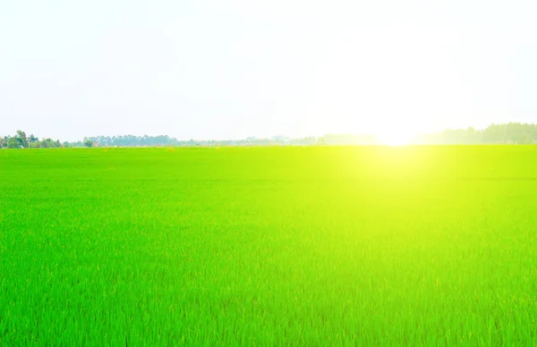 Зелене поле під блакитним небом — стокове фото