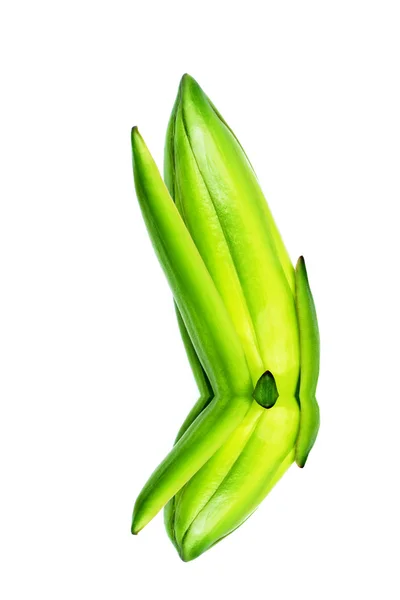 Dragon fruit bud — Stock Photo, Image