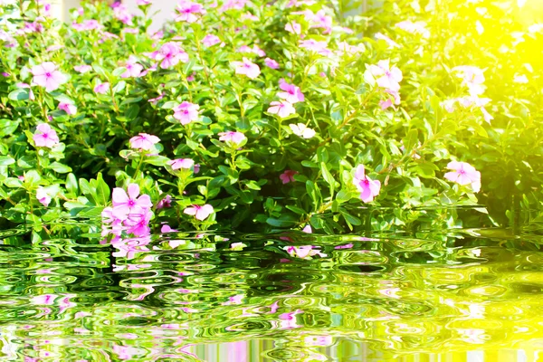 Beautiful pink flowers in the garden — Stock Photo, Image