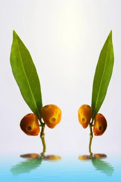 Зеленый лист и фрукты — стоковое фото