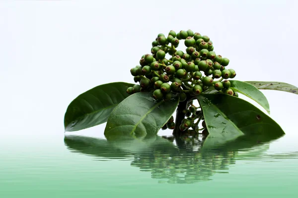 Čerstvé zelené ovoce izolované na bílém pozadí — Stock fotografie