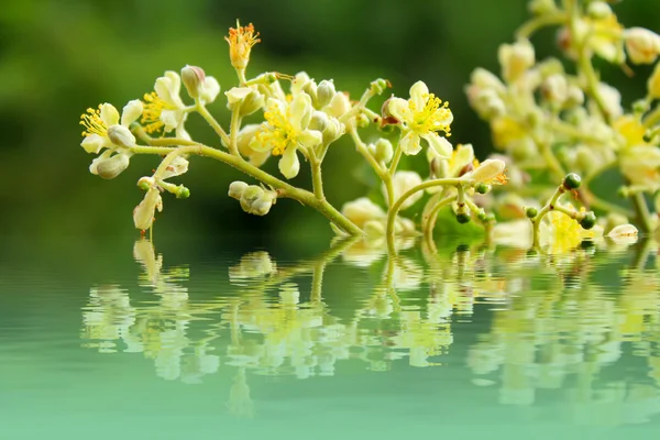 Voorjaar bloeit achtergrond — Stockfoto