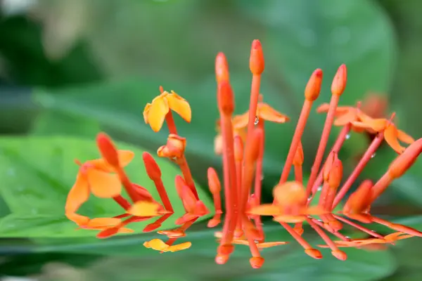 Vacker orange blomma — Stockfoto