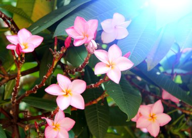 Bahçedeki güzel pembe çiçekler