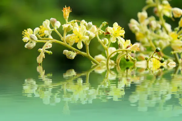 Fondo de flores de primavera — Foto de Stock