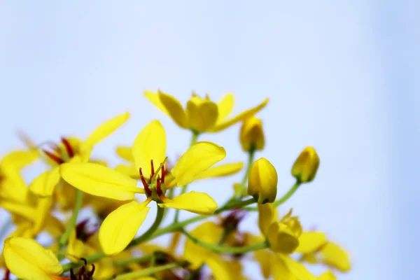 Yellow flowers background, — Stock Photo, Image