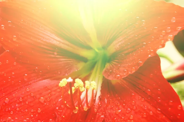 Lírio vermelho bonito — Fotografia de Stock