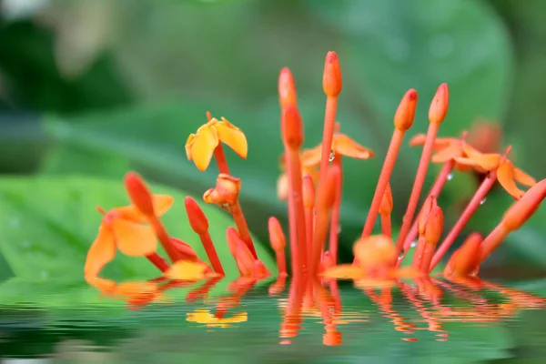 Vacker orange blomma — Stockfoto