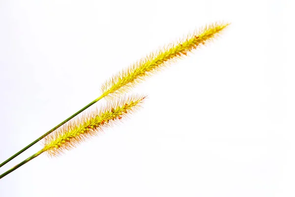 Grass isolated on white background — Stock Photo, Image