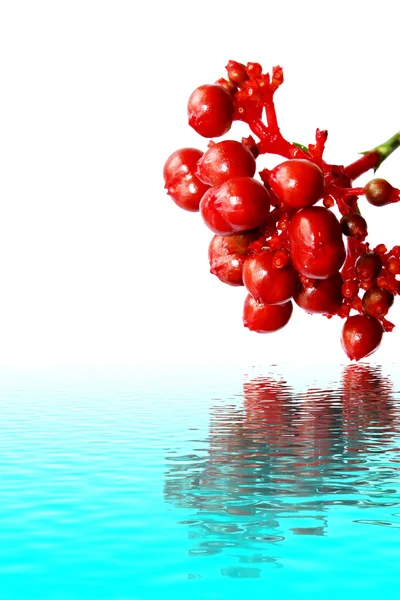 Červené plody izolovaných na bílém — Stock fotografie