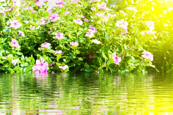 Schöne rosa Blumen im Garten — Stockfoto