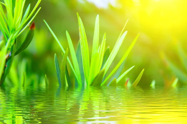 Green bud — Stock Photo, Image