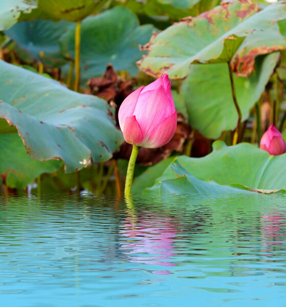 pink lotus flower among green foliage