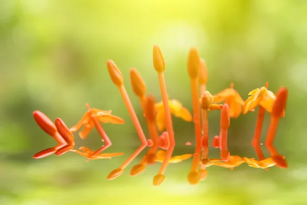 Mooie gele rode bloemen — Stockfoto